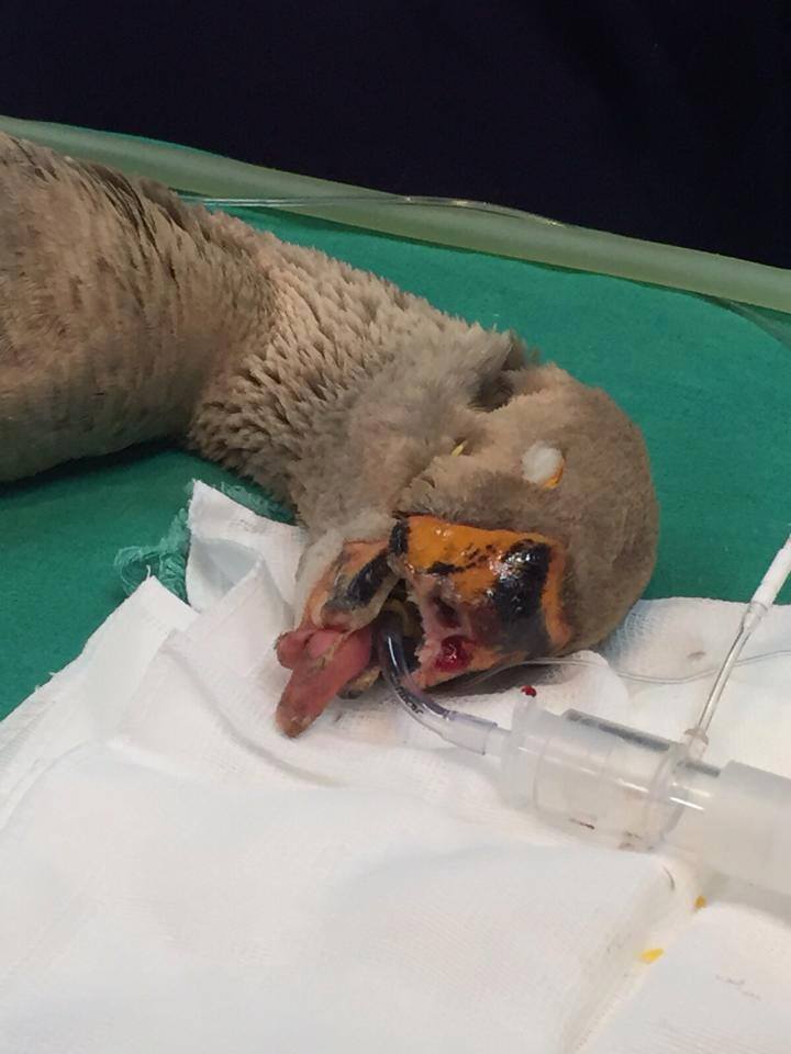 12227605_390082304495408_4028382046138879020_n (1)