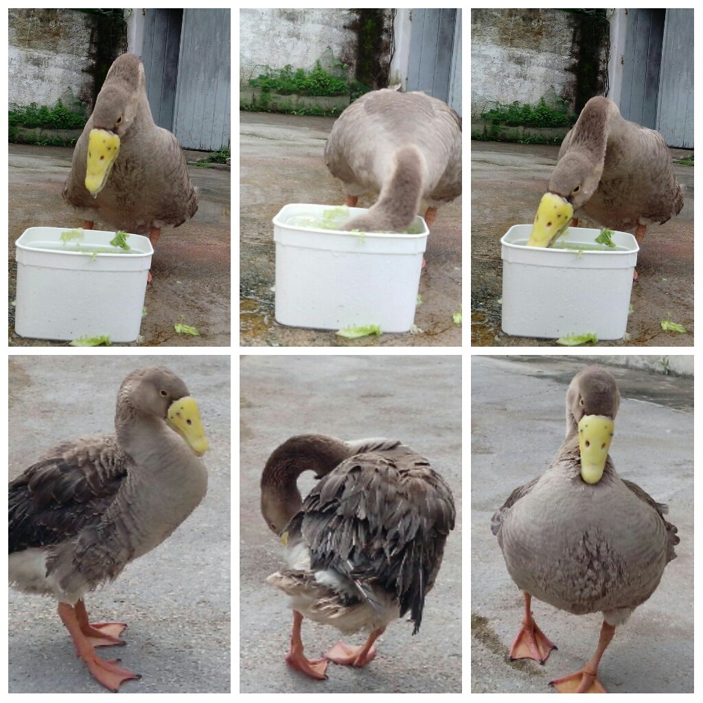 PhotoGrid_1449009665994