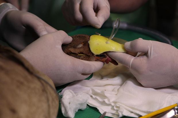 csm_bico_gansa_vitoria_CN_15112015-copy_15a3a78063